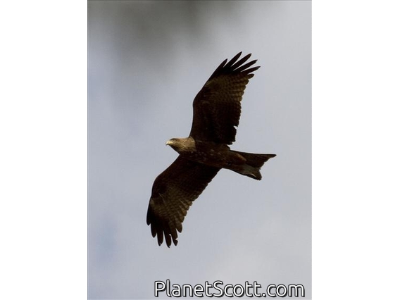 Black Kite (Milvus migrans)