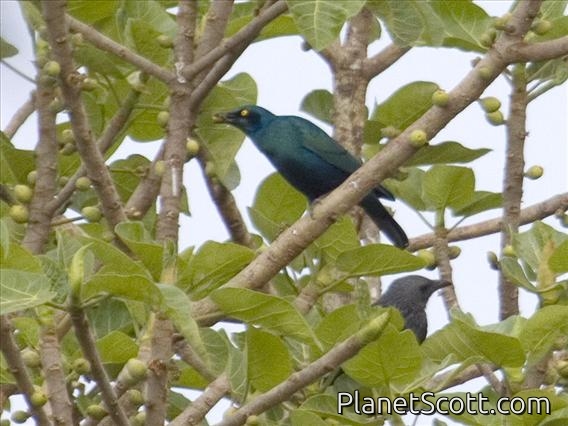 Lesser Blue-eared Glossy-Starling (Lamprotornis chloropterus)
