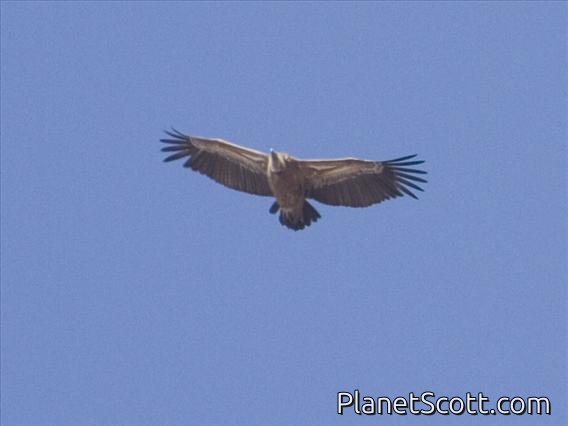 Rueppell's Griffon (Gyps rueppellii)