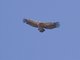 Rueppell's Griffon (Gyps rueppellii)