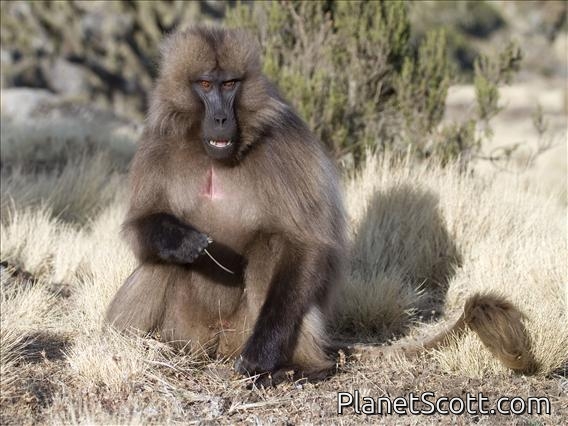 Gelada Baboon (Theropithecus gelada) - Young Male