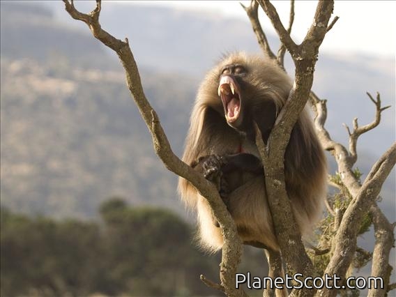 Gelada Baboon (Theropithecus gelada) - Adult Male