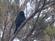 Image from 2011-01-20