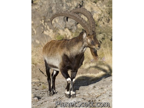Walia ibex (Capra walie) - Male