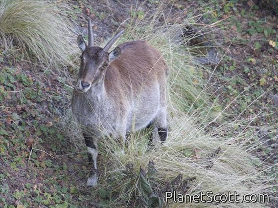 Walia ibex (Capra walie) - Female