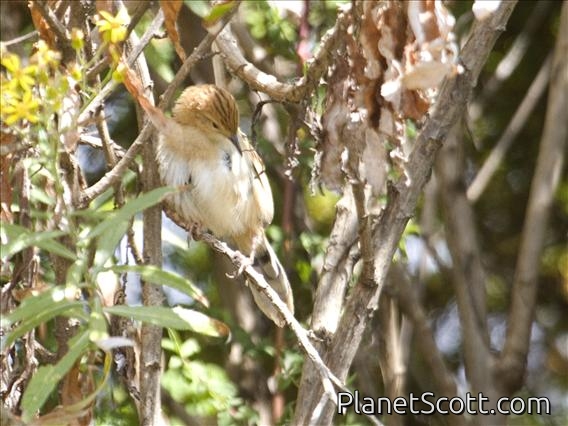 Stout Cisticola (Cisticola robustus)