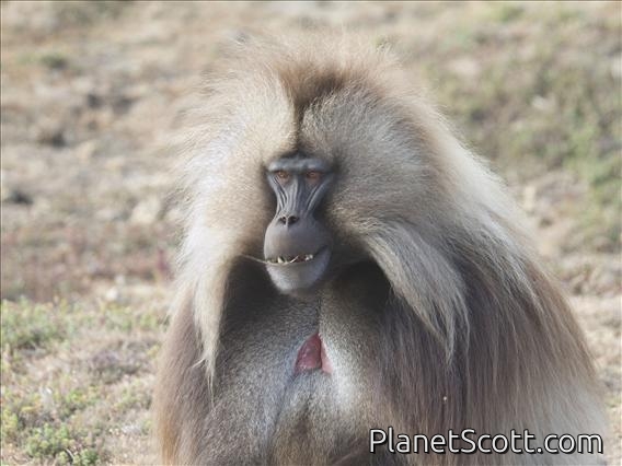 Gelada Baboon (Theropithecus gelada)