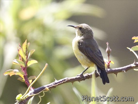Beautiful Sunbird (Nectarinia pulchella) - Female