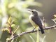 Beautiful Sunbird (Nectarinia pulchella) - Female