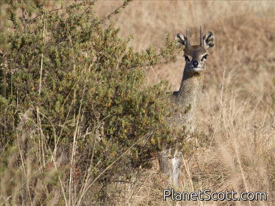 Klipspringer (Oreotragus oreotragus)