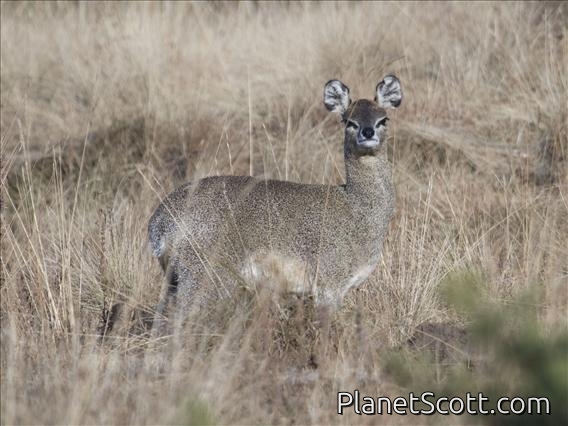 Klipspringer (Oreotragus oreotragus) - Female