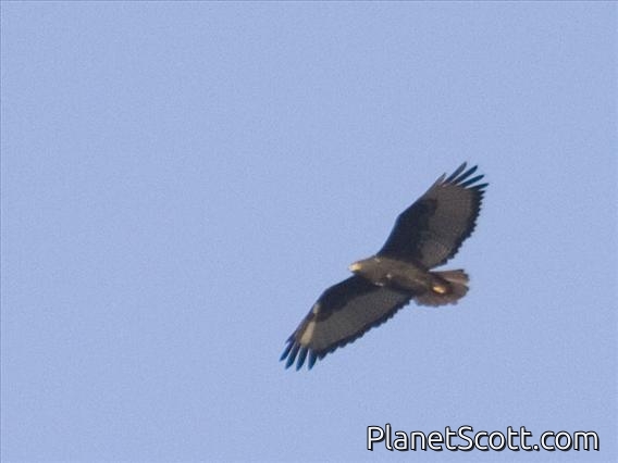 Augur Buzzard (Buteo augur) - Dark Morph