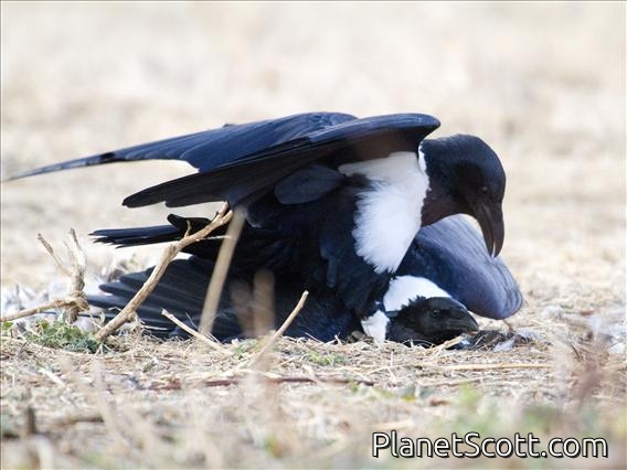 Pied Crow (Corvus albus) Romance