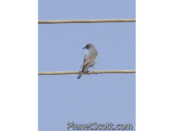 Blue Rock-Thrush (Monticola solitarius)