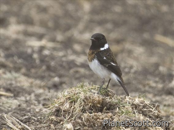 Common Stonechat (Saxicola torquata) - ssp torquata