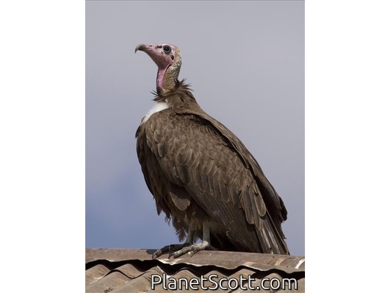 Hooded Vulture (Necrosyrtes monachus)