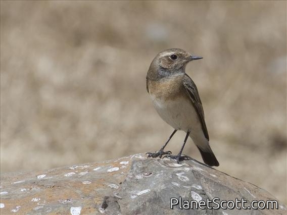 Pied Wheatear (Oenanthe pleschanka) - Female