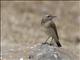 Pied Wheatear (Oenanthe pleschanka) - Female