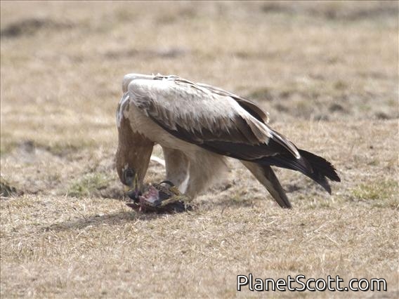Tawny Eagle (Aquila rapax) - Immature With Head