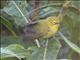 African Yellow White-eye (Zosterops senegalensis)