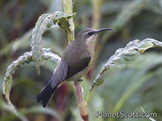 Tacazze Sunbird (Nectarinia tacazze) - Female