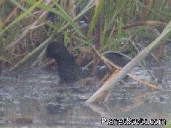 Lesser Moorhen (Gallinula angulata)