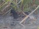 Lesser Moorhen (Gallinula angulata)