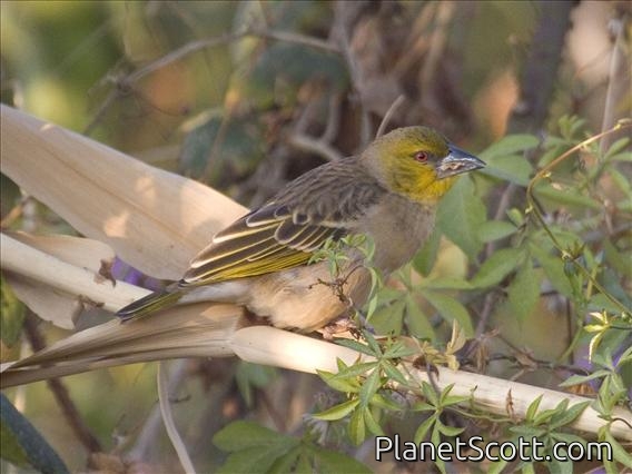 Village Weaver (Ploceus cucullatus) - Non-breeding
