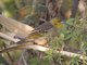 Village Weaver (Ploceus cucullatus) - Non-breeding