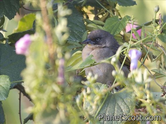 Baglafecht Weaver (Ploceus baglafecht)