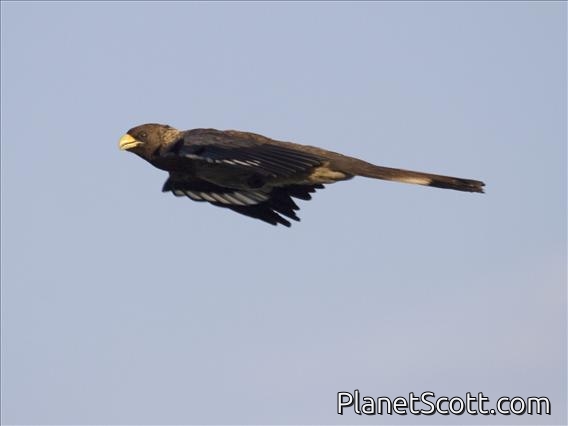 Eastern Grey Plantain-eater (Crinifer zonurus)