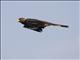 Eastern Grey Plantain-eater (Crinifer zonurus)