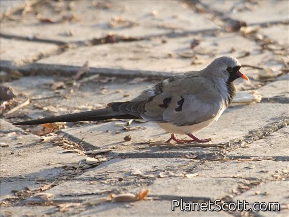 Namaqua Dove (Oena capensis)