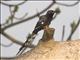 Black-billed Woodhoopoe (Phoeniculus somaliensis)