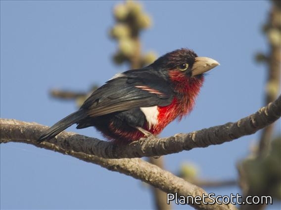 Double-toothed Barbet (Lybius bidentatus)