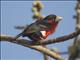 Double-toothed Barbet (Lybius bidentatus)