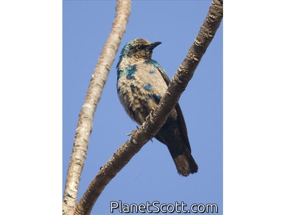 Greater Blue-eared Glossy-Starling (Lamprotornis chalybaeus) - juvenile