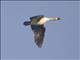 Comb Duck (Sarkidiornis melanotos)
