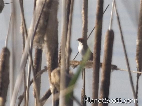 Wire-tailed Swallow (Hirundo smithii)