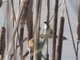 Wire-tailed Swallow (Hirundo smithii)