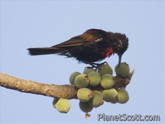 Scarlet-chested Sunbird (Nectarinia senegalensis)