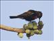Scarlet-chested Sunbird (Nectarinia senegalensis)
