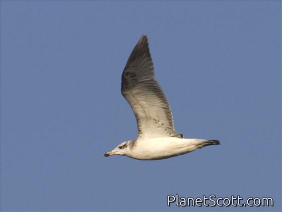 Palla's Gull (Ichthyaetus ichthyaetus) - 2nd Winter