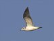 Palla's Gull (Ichthyaetus ichthyaetus) - 2nd Winter