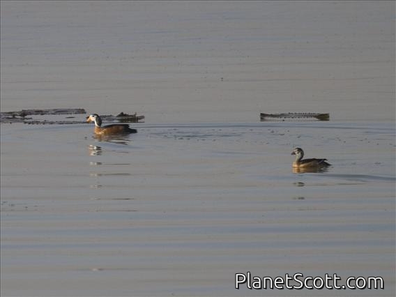 African Pygmy-goose (Nettapus auritus)