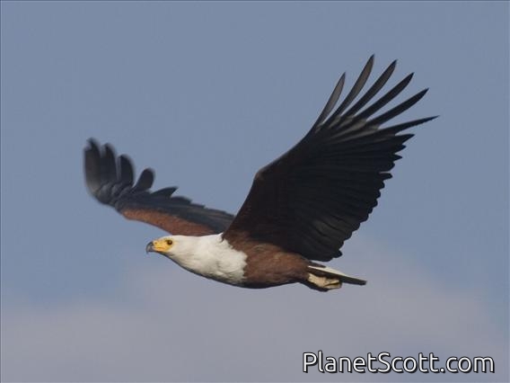 African Fish-Eagle (Haliaeetus vocifer)