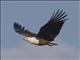 African Fish-Eagle (Haliaeetus vocifer)