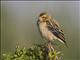 Northern Red Bishop (Euplectes franciscanus)