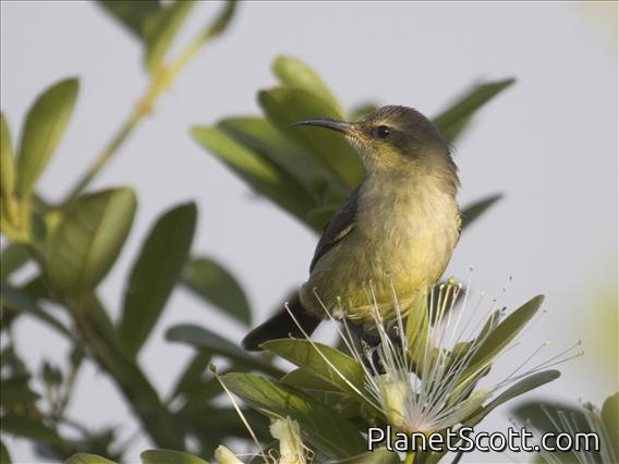 Copper Sunbird (Nectarinia cuprea) - Female
