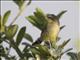 Copper Sunbird (Nectarinia cuprea) - Female
